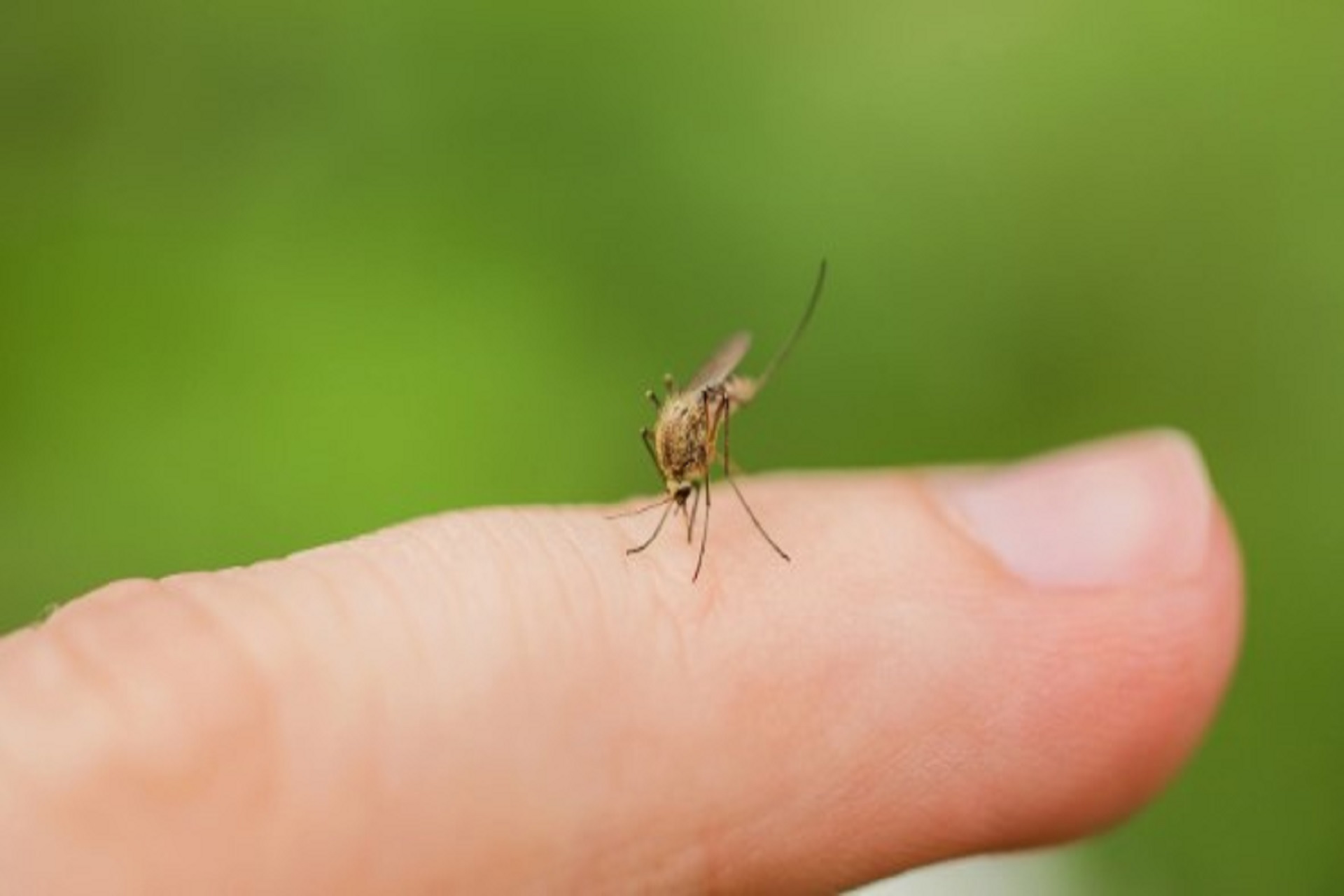 Dengue: al via le vaccinazioni alla Asl 5